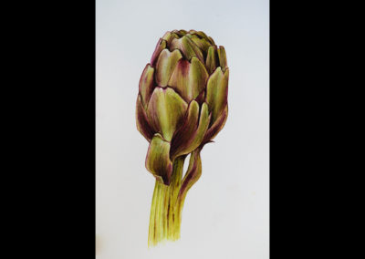 “Carciofo” – Acquerelli botanici – Acquerello, 20 x 30 cm