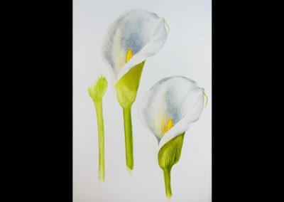 “Prime calle” – Acquerelli botanici – Acquerello, 18 x 24 cm