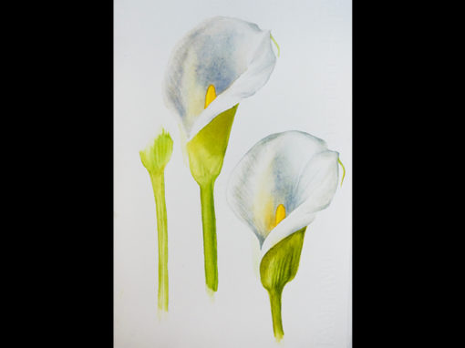 “Prime calle” – Acquerelli botanici – Acquerello, 18 x 24 cm