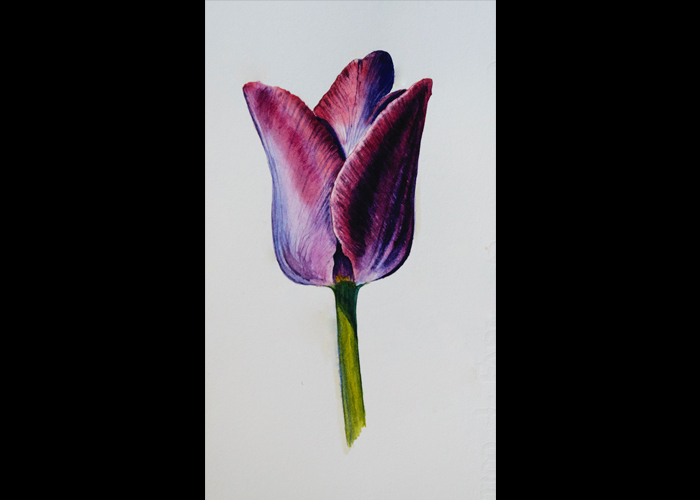 “Tulipano” – Acquerelli botanici – Acquerello, 20 x 30 cm