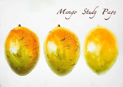 “Mango study page” – Acquerelli botanici – Acquerello, 25 x 35 cm