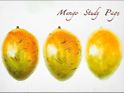 “Mango study page” – Acquerelli botanici – Acquerello, 25 x 35 cm