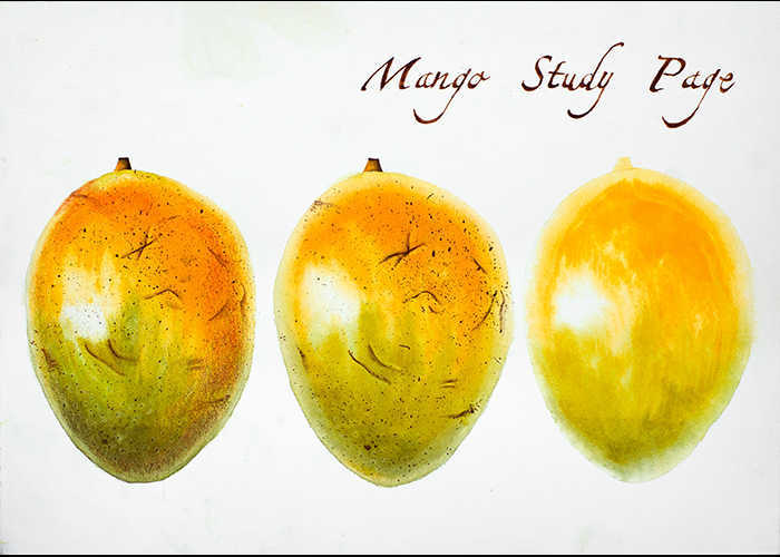“Mango study page” – Acquerelli botanici – Acquerello, 25 x 35 cm