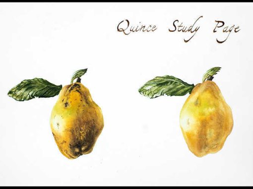 “Quince study page” – Acquerelli botanici – Acquerello, 25 x 35 cm