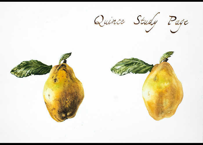 “Quince study page” – Acquerelli botanici – Acquerello, 25 x 35 cm